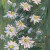 Chamomile. Paint on cardboard with acrylic.